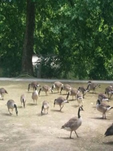 Retour sur Attention & sur Engagement : une croissance Produit responsable